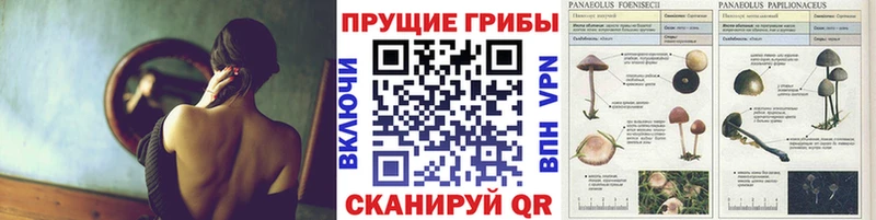 Псилоцибиновые грибы Cubensis  мега ССЫЛКА  Колпашево 